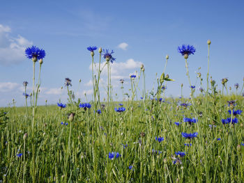 Close-up of purple flowering plants on field against blue sky