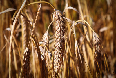 Close-up of stalks in field