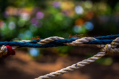 Close-up of strings against blurred background