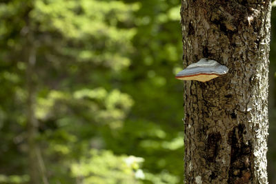 Close-up of mushroom on tree trunk