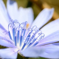 Close-up of white flower blooming outdoors