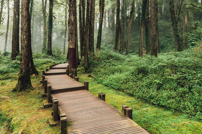 Footpath amidst trees in forest