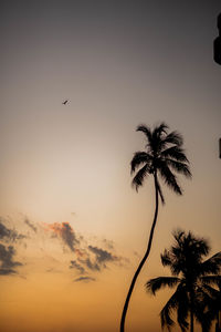 Low angle view of silhouette coconut palm tree against sky