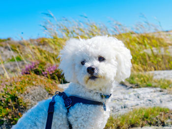 Bichon frise waiting patiently in the tall grass on a rocky beach for his favorite person