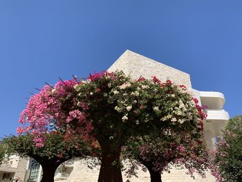 Low angle view of pink flowering plant against blue sky