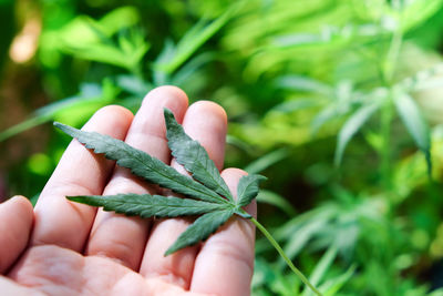 Close-up of hand holding leaves