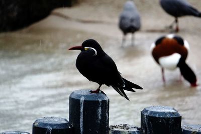 Close-up of birds perching on wooden post