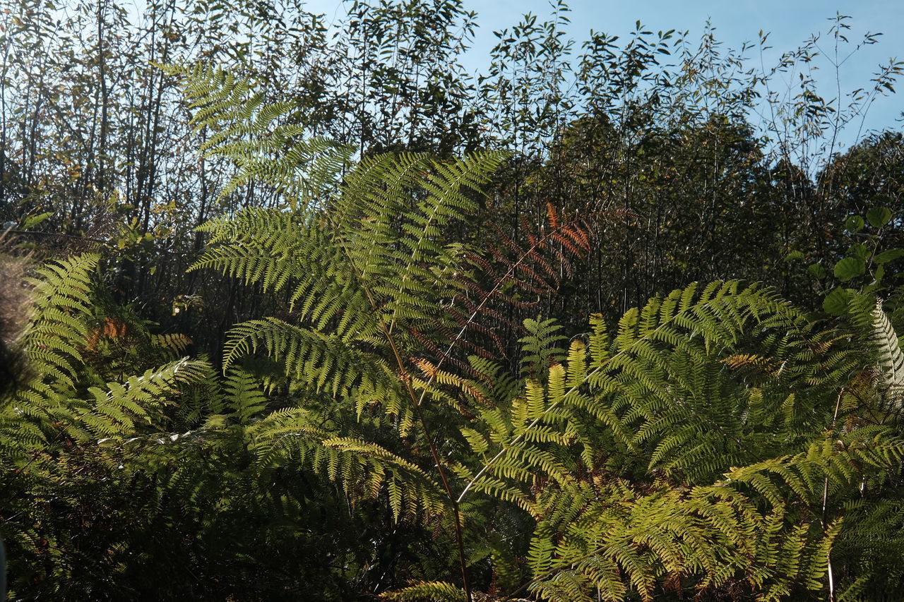 PLANTS AND TREES GROWING IN FOREST