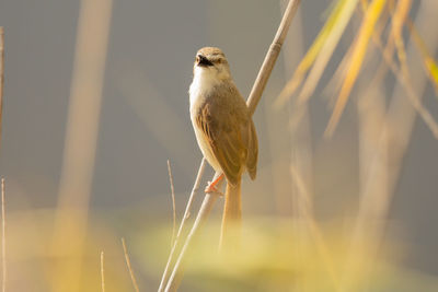 Close-up of bird perching on a plant