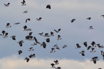 Low angle view of birds flying in sky