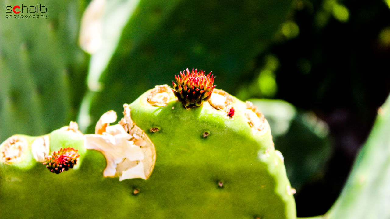 insect, animal themes, animals in the wild, wildlife, one animal, close-up, flower, focus on foreground, growth, freshness, green color, plant, nature, beauty in nature, leaf, selective focus, fragility, day, outdoors, petal