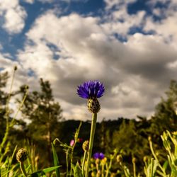 Close-up of purple flowering plant against sky