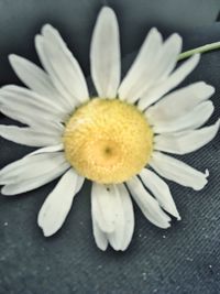 Close-up of white daisy