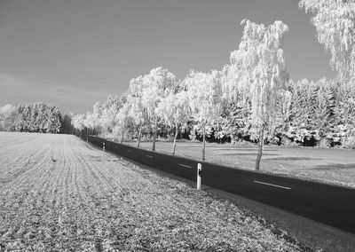 Road passing through forest