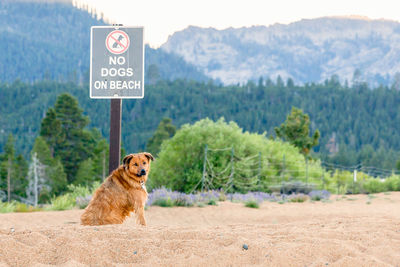 Dog by trees on mountain