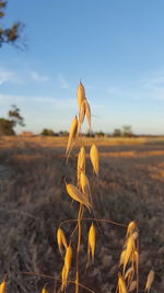 Close-up of plant growing on field against sky