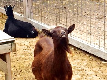 Goat in zoo