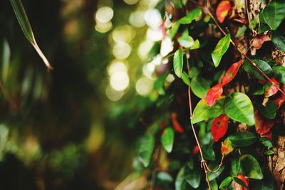 Close-up of fresh green leaves in forest