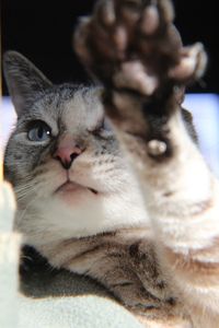 Close-up portrait of a cat