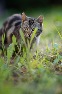 Portrait of a cat on field