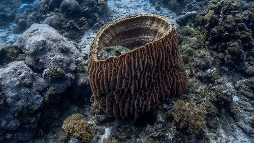 Close-up of coral in sea