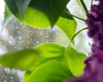 Close-up of raindrops on leaves