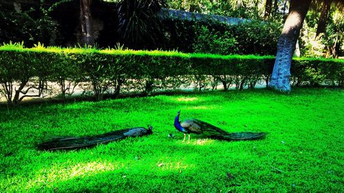 Side view of peacock on field