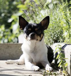 Portrait of dog sitting outdoors