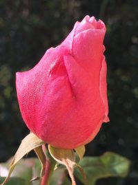 Close-up of pink rose