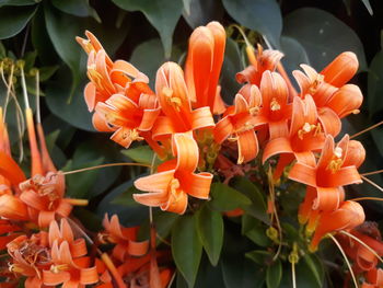 Close-up of orange flowering plants