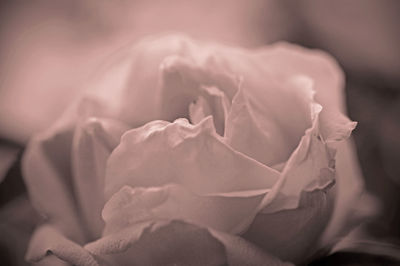 Close-up of rose roses