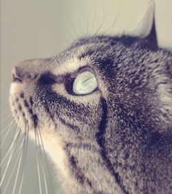 Close-up portrait of cat