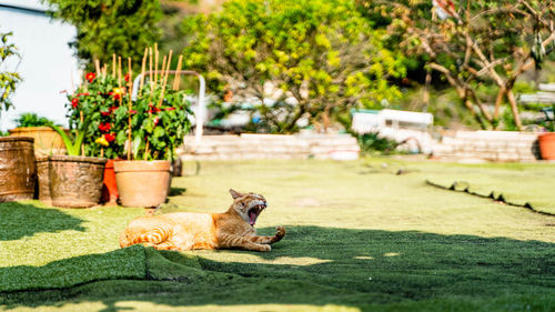 Cat relaxing in yard