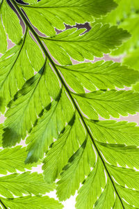 Full frame shot of green leaves