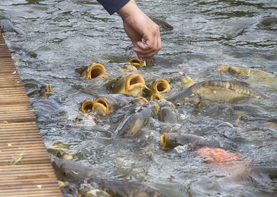 Cropped hand feeding fish in lake