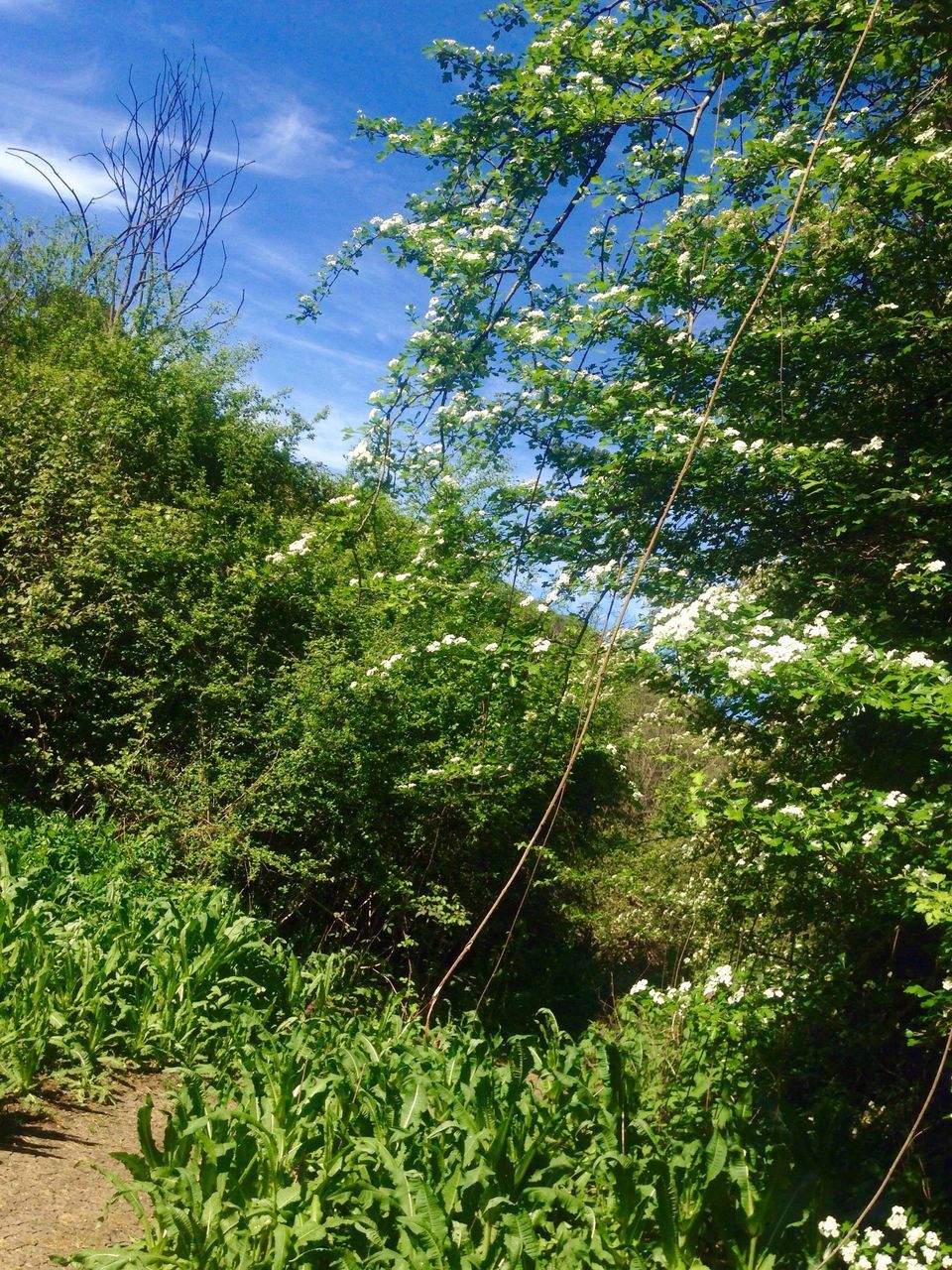 tree, growth, green color, tranquility, sky, tranquil scene, nature, plant, beauty in nature, lush foliage, branch, forest, scenics, green, landscape, day, grass, non-urban scene, field, sunlight