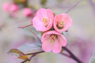 Close-up of pink flowers