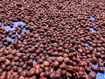 Coffee beans that are drying in the sun