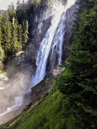 River flowing through forest