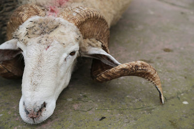 A ram lies on the ground, prepared for sacrifice