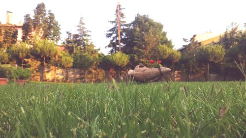 Plants growing on grassy field