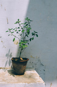 Potted plant against wall