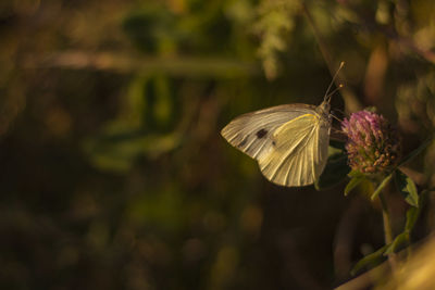 Close-up of butterfly pollinating on flower