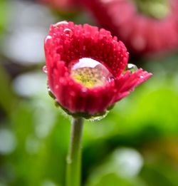 Close-up of red flowers