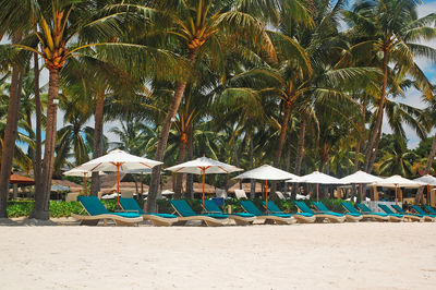 Chairs and palm trees on beach