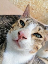 Close-up portrait of a cat