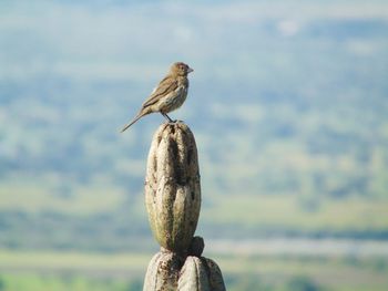 Close-up of bird perching against sky