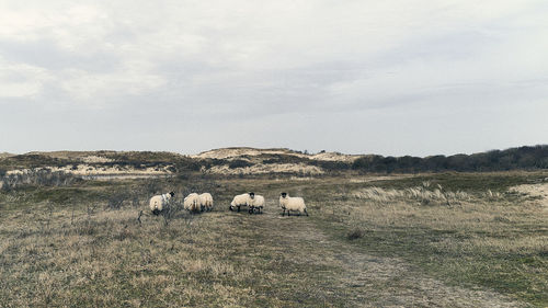 View of sheep on field against sky