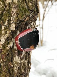 Close-up of tree trunk in winter