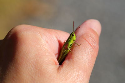 Close-up of hand holding grasshopper